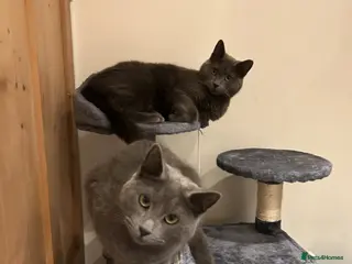 Russian Blue cats 4 year old Russian Blue siblings - Advert 16