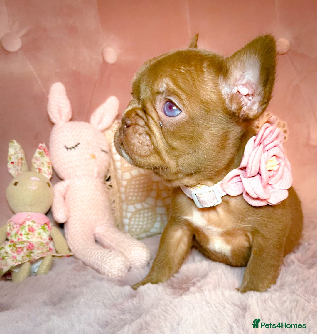 French Bulldog dogs for sale: 🌸Isabella,Rojo,Lilac,Blue,Chocolate🌸 - Advert 7