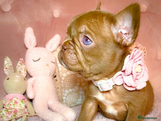 French Bulldog dogs 🌸READY TO GO Blue,Lilac,New Shade,Rojo🌸 - Advert 4