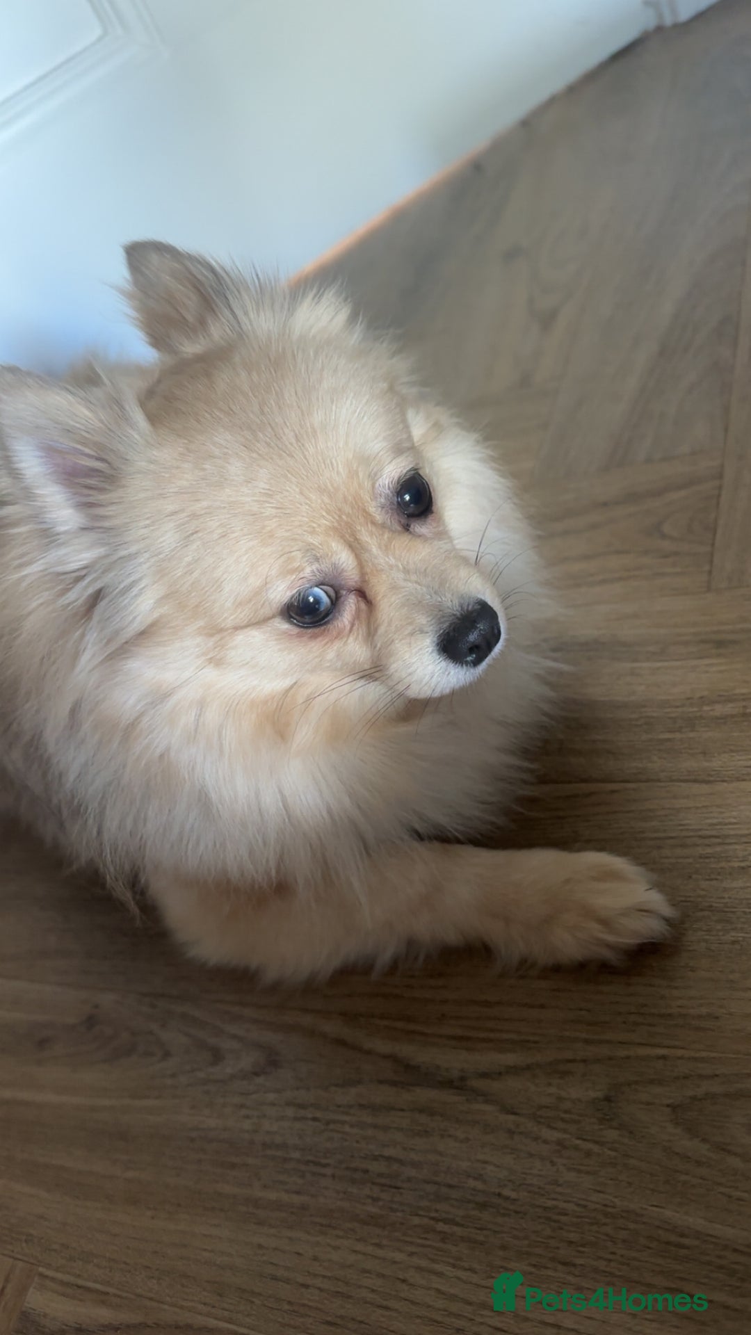 Pomeranian dogs for sale: Sky- female pom - Advert 7