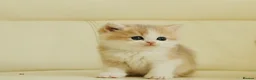 British Shorthair cats for sale: Rare color Bicolor Lilac Golden Chinchilla  - Advert 8