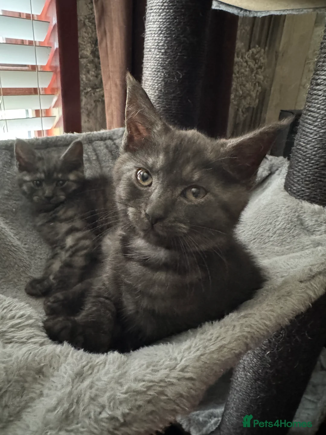 Maine Coon cats for sale: Maine coon x - Advert 2