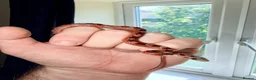 Corn Snake reptiles for sale: Baby cornsnakes  in Paignton - Advert 10