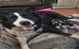 Border Collie dogs for sale: Border collie puppies for sale - Image 7