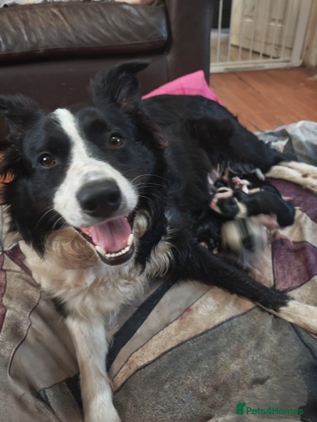 Border Collie dogs for sale: Border collie puppies for sale - Image 7