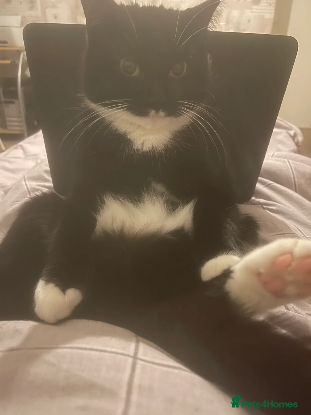 British Shorthair cats for sale: Beautiful British Shorthair Tuxedo - Advert 3