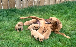 Labrador Retriever dogs for sale: Beautiful fox red Labrador pups 🐶  - Image 3