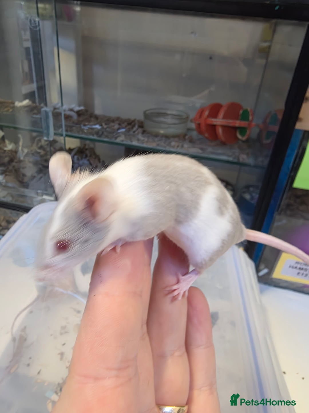 Mouse rodents for sale: Mice, males and females  - Advert 7