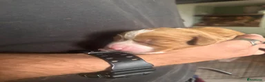 Ginger 1 