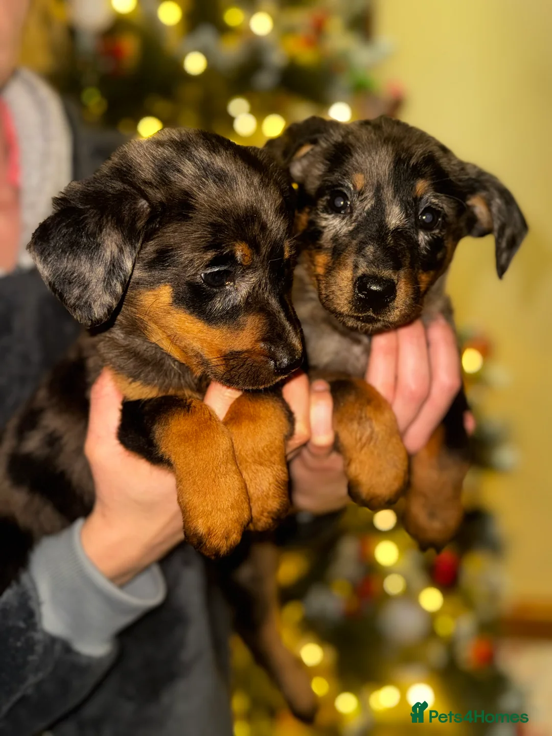 Beauceron dogs for sale: Health tested KC registered beauceron - Advert 6