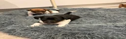 Jack Russell dogs for sale: 4 mini jack Russel puppies - Advert 6