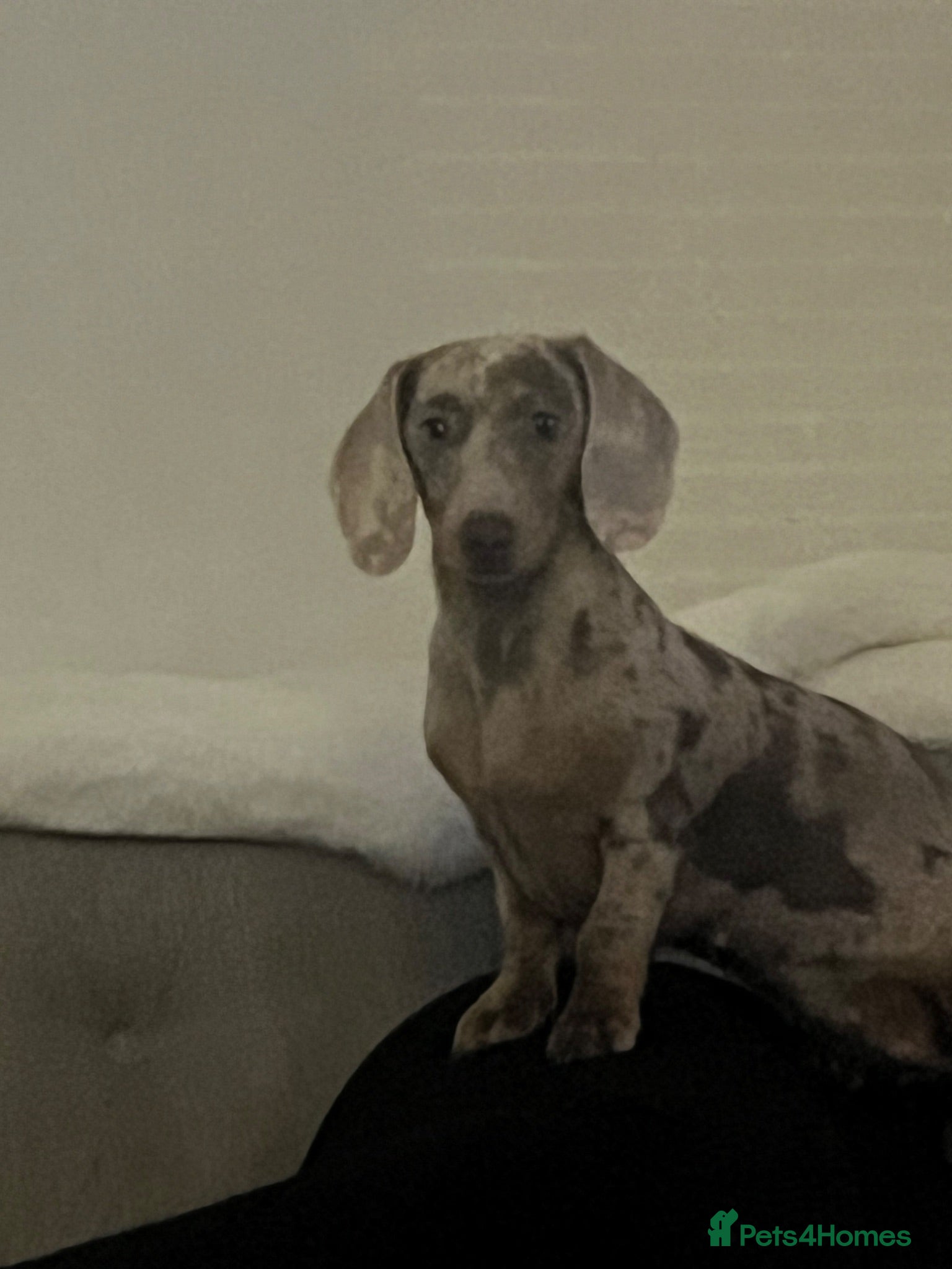 Miniature Dachshund dogs John s  - Advert 1