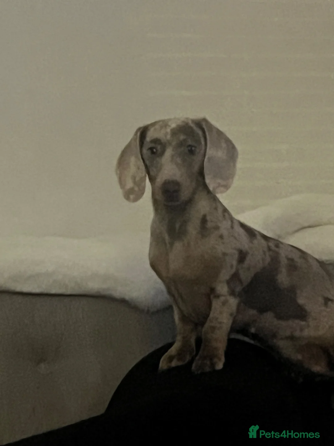Miniature Dachshund dogs for sale: John s  - Advert 2