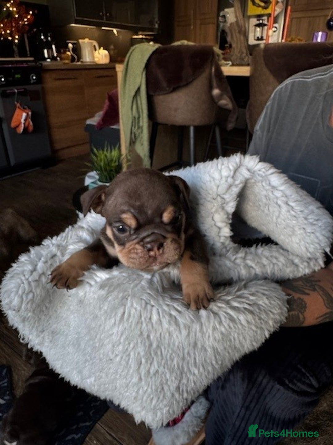 English Bulldog dogs for sale: Beautiful English Bulldog Puppies - Image 10