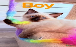 Ragdoll cats for sale: Last lovely ragdoll girl is waiting for U - Image 2