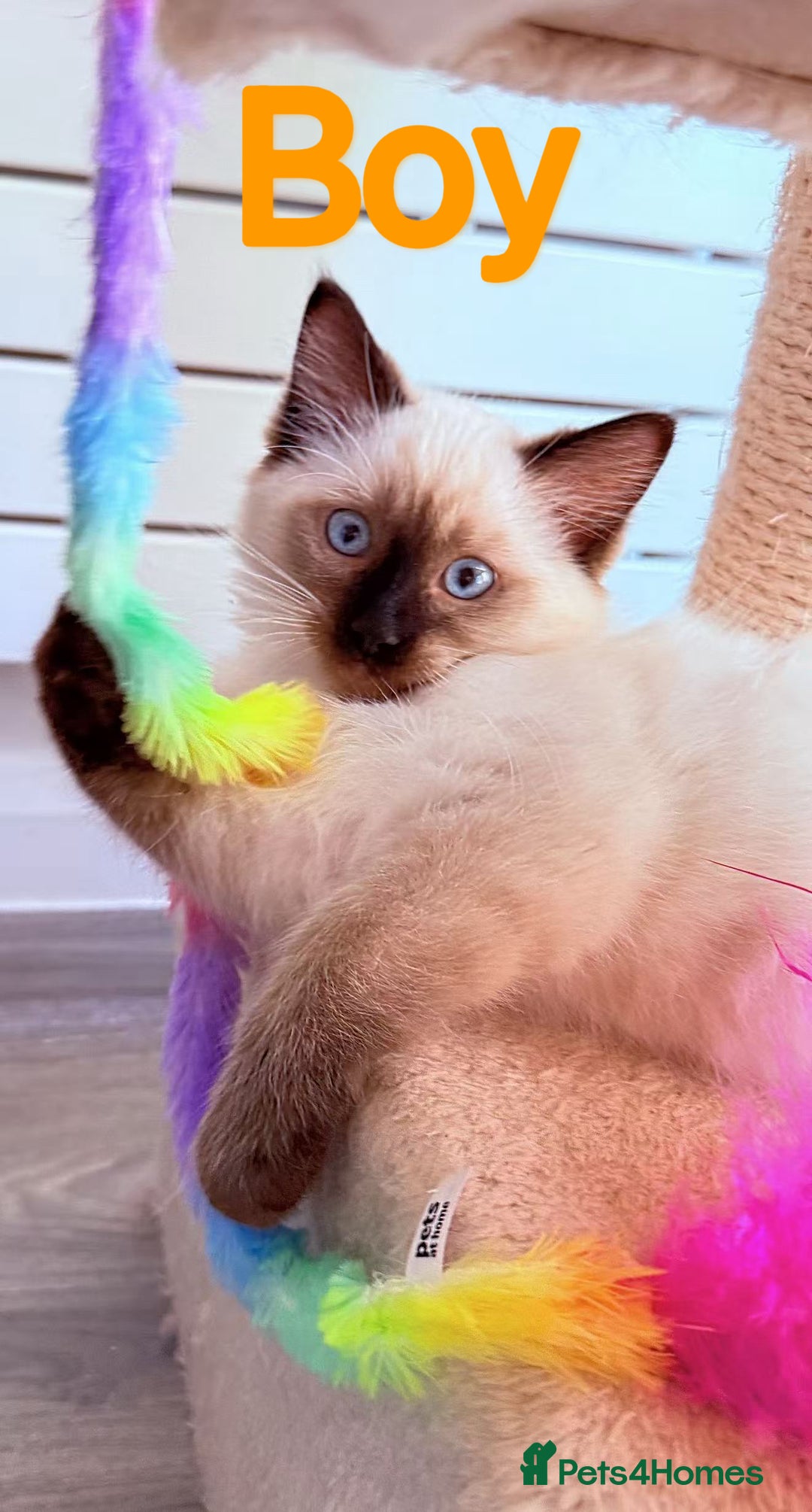 Ragdoll cats for sale: Last lovely ragdoll girl is waiting for U - Image 2