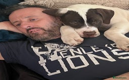 Presa Canario dogs for sale: BANE PRESA CANARIO 2 years old male  - Image 15