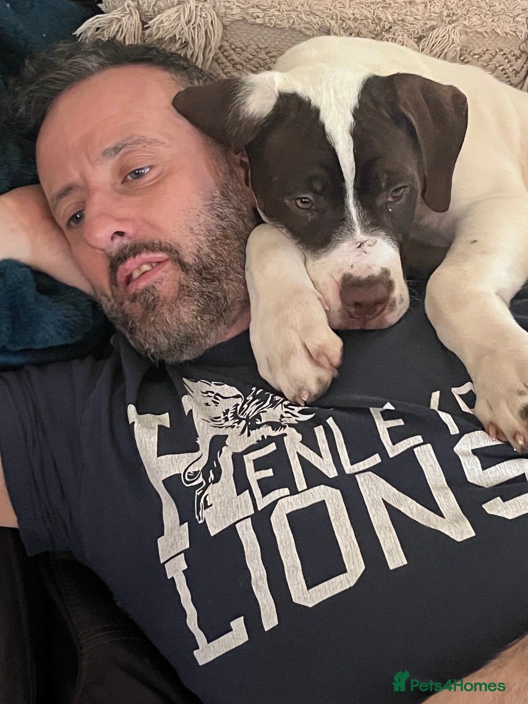 Presa Canario dogs for sale: BANE PRESA CANARIO 2 years old male  - Image 15