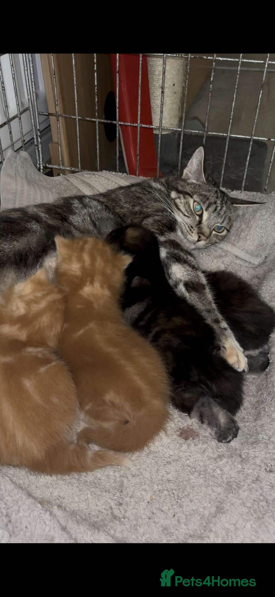 Munchkin cats for sale: Adorable female ginger munchkin and 2muchkin cross - Image 5