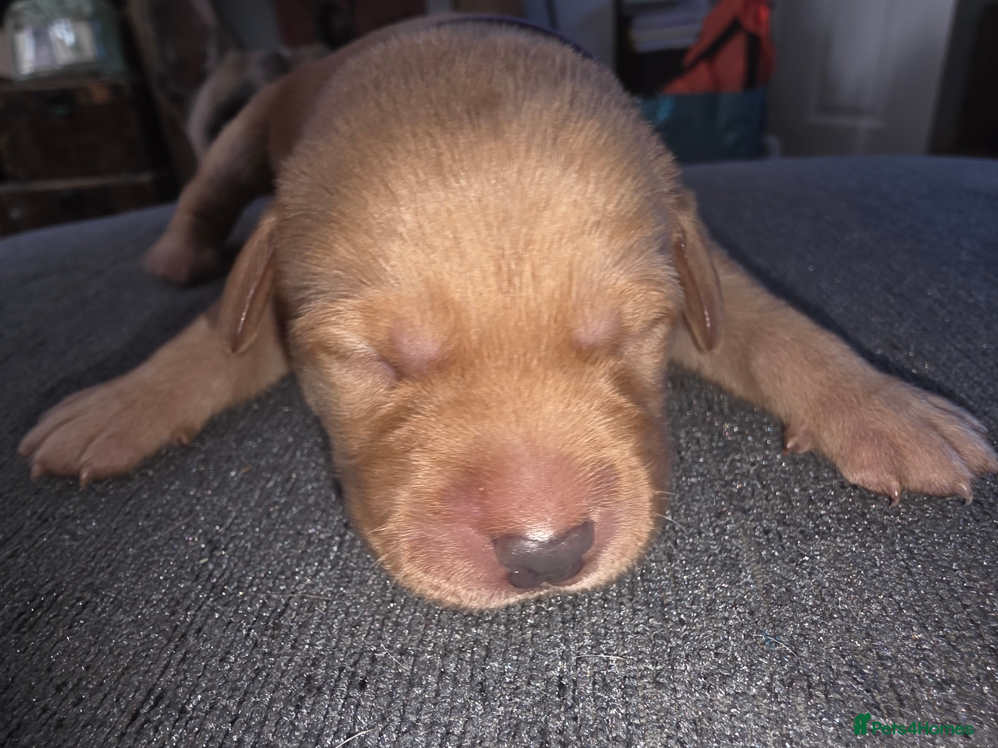 Labrador Retriever Puppy 7
