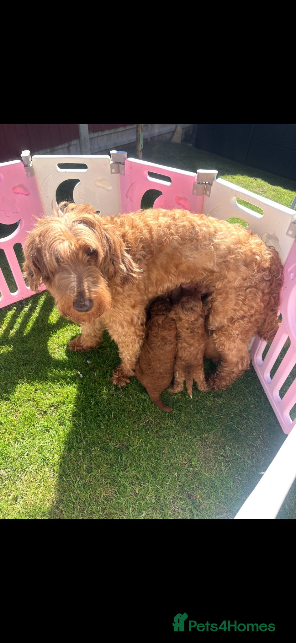 Goldendoodle dogs Beautiful goldendoodles  - Advert 1