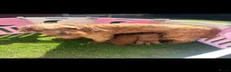 Goldendoodle dogs for sale: Beautiful goldendoodles  - Advert 1