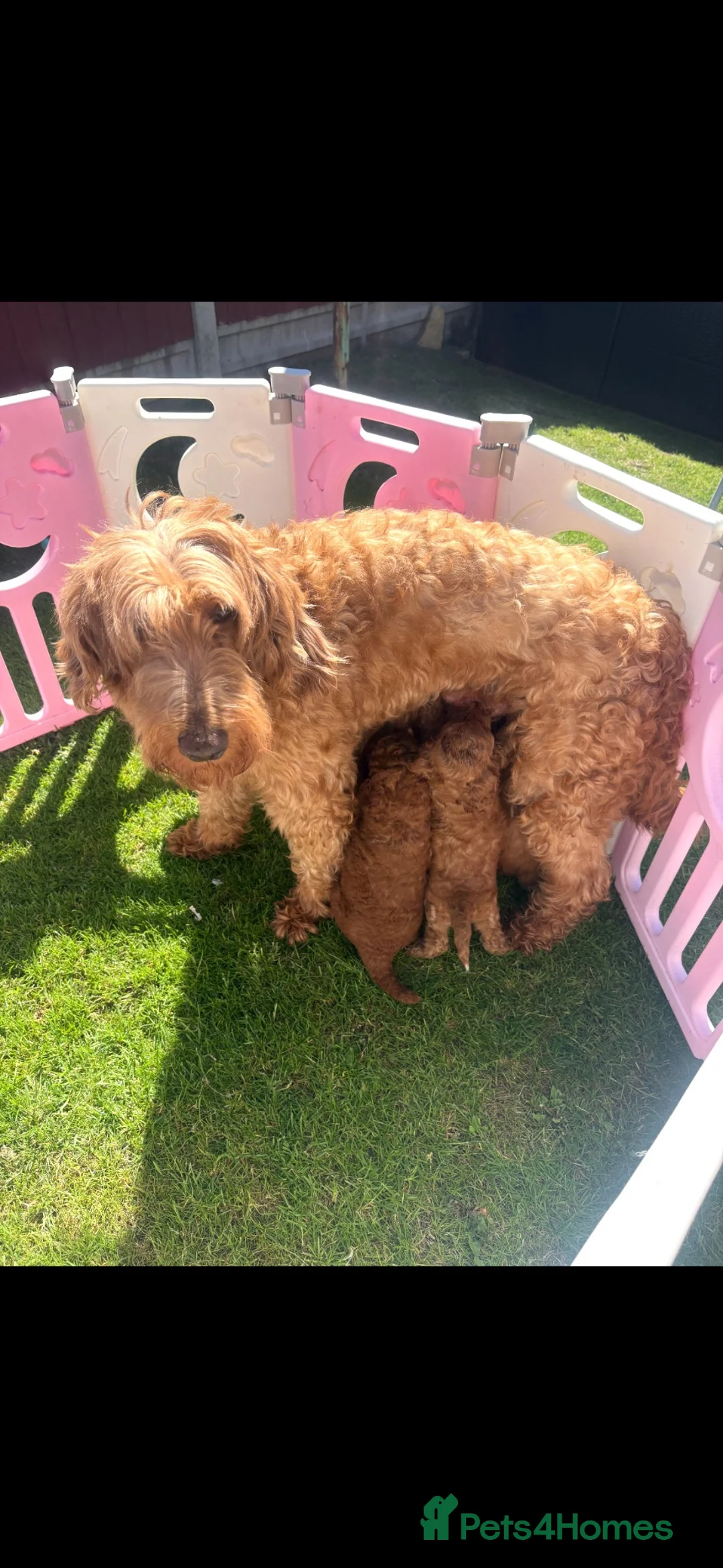 Goldendoodle dogs for sale: Beautiful goldendoodles  - Advert 1