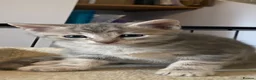 Mixed Breed cats for sale: Beautiful Kittens - Advert 4