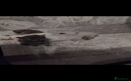 Mixed Breed cats for sale: Ragdoll x British Shorthair kittens - Advert 5