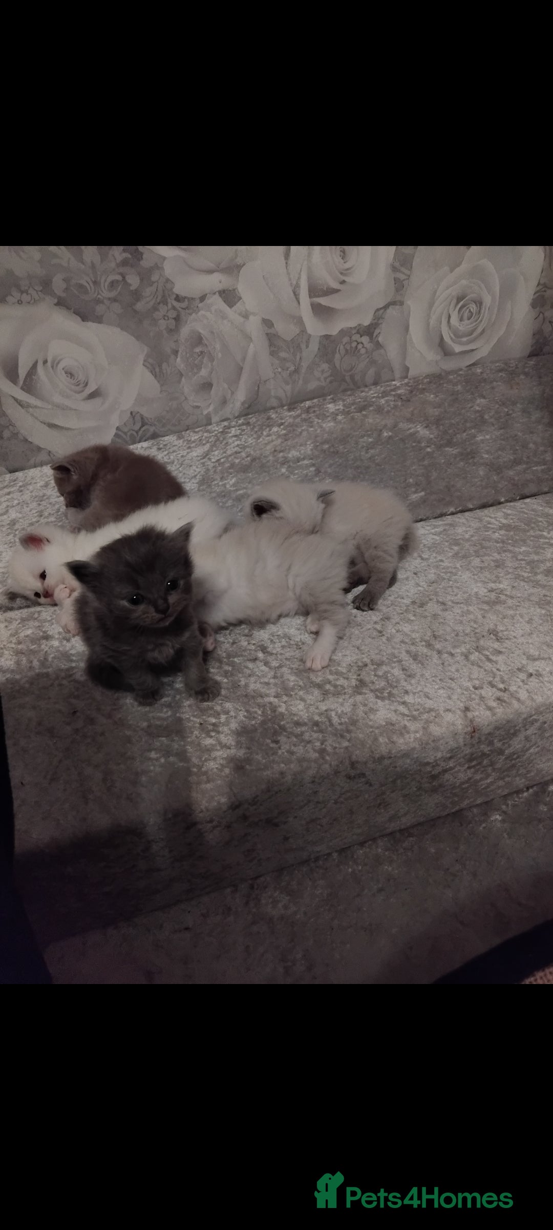Mixed Breed cats for sale: Ragdoll x British Shorthair kittens - Advert 5