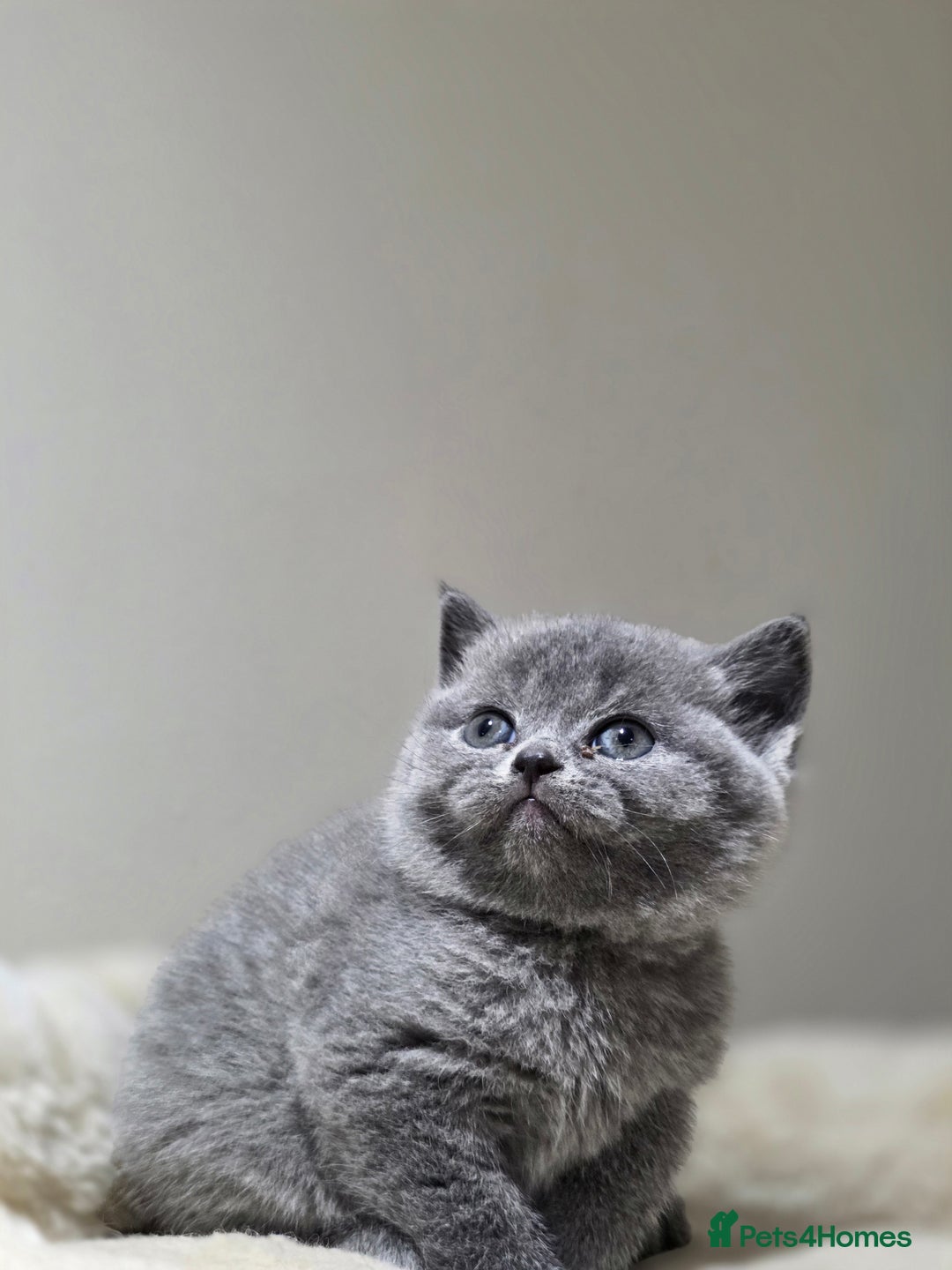 Scottish Fold cats for sale: 3 beautiful female scottish fold & straights 😍🎀 - Advert 22