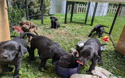 Springador dogs for sale: Beautiful springador puppies - Image 3