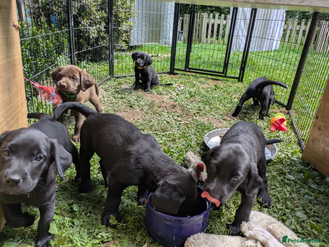 Springador dogs for sale: Beautiful springador puppies - Image 3