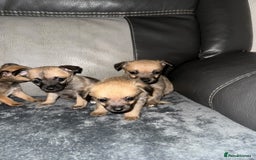 Border Terrier dogs for sale: 5 beautiful border terrier pups for sale ♥️ - Image 5