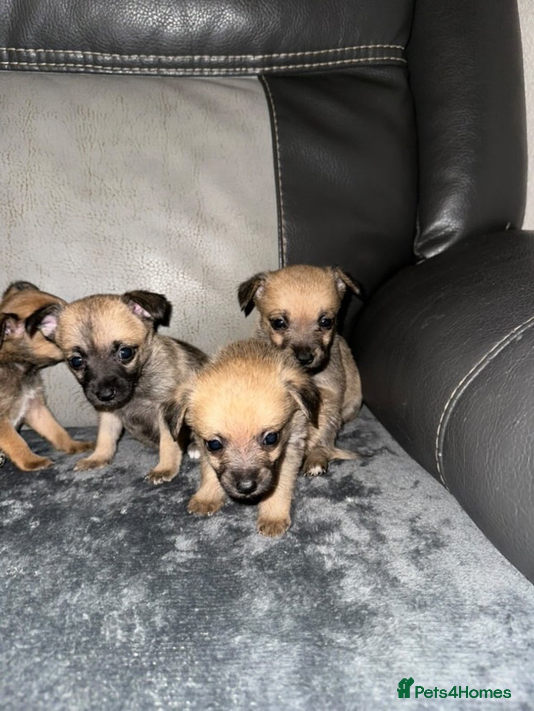 Border Terrier dogs for sale: 5 beautiful border terrier pups for sale ♥️ - Image 5
