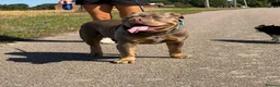 Olde English Bulldogge dogs for stud: ROMEO🔥FLUFFY CARRIER  - Advert 10
