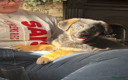 German Shepherd dogs for sale: German Shepard Female Puppy. - Image 1