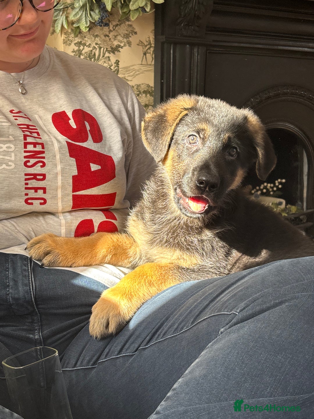 German Shepherd dogs for sale: German Shepard Female Puppy. - Image 1