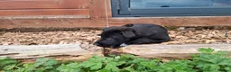 Lurcher dogs for sale: Greyhound x shepherd/collie  in Hungerford - Advert 23