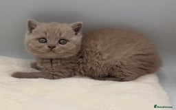 British Shorthair cats for sale: PEDIGREE REGISTERED CHUNKY BRITISH SHORTHAIRS  - Image 11