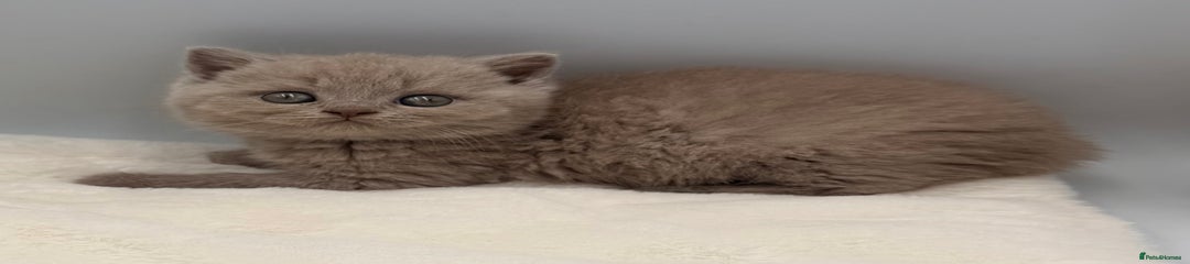 British Shorthair lilac female 11