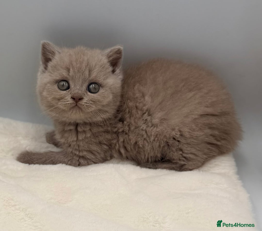 British Shorthair cats for sale: PEDIGREE REGISTERED CHUNKY BRITISH SHORTHAIRS  - Image 11