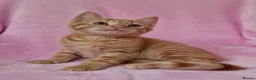 Mixed Breed cats for sale: Cute kittens  - Advert 3