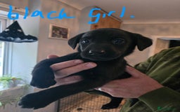 Labrador Retriever dogs for sale: Labrador pups  - Image 4