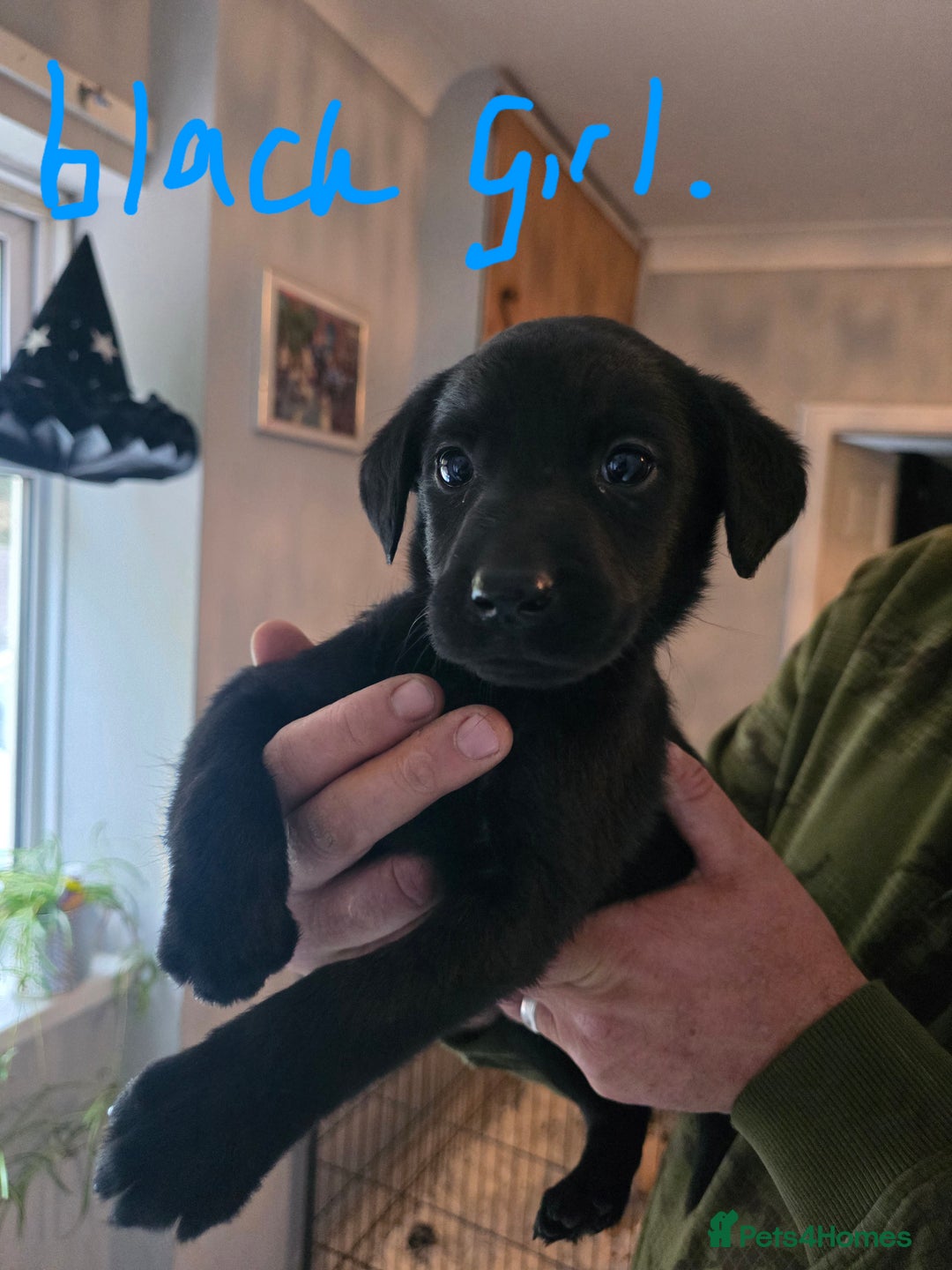 Labrador Retriever dogs for sale: Labrador pups  - Image 4