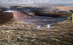 Chickens poultry for sale: Hybrid pullets available  - Image 11