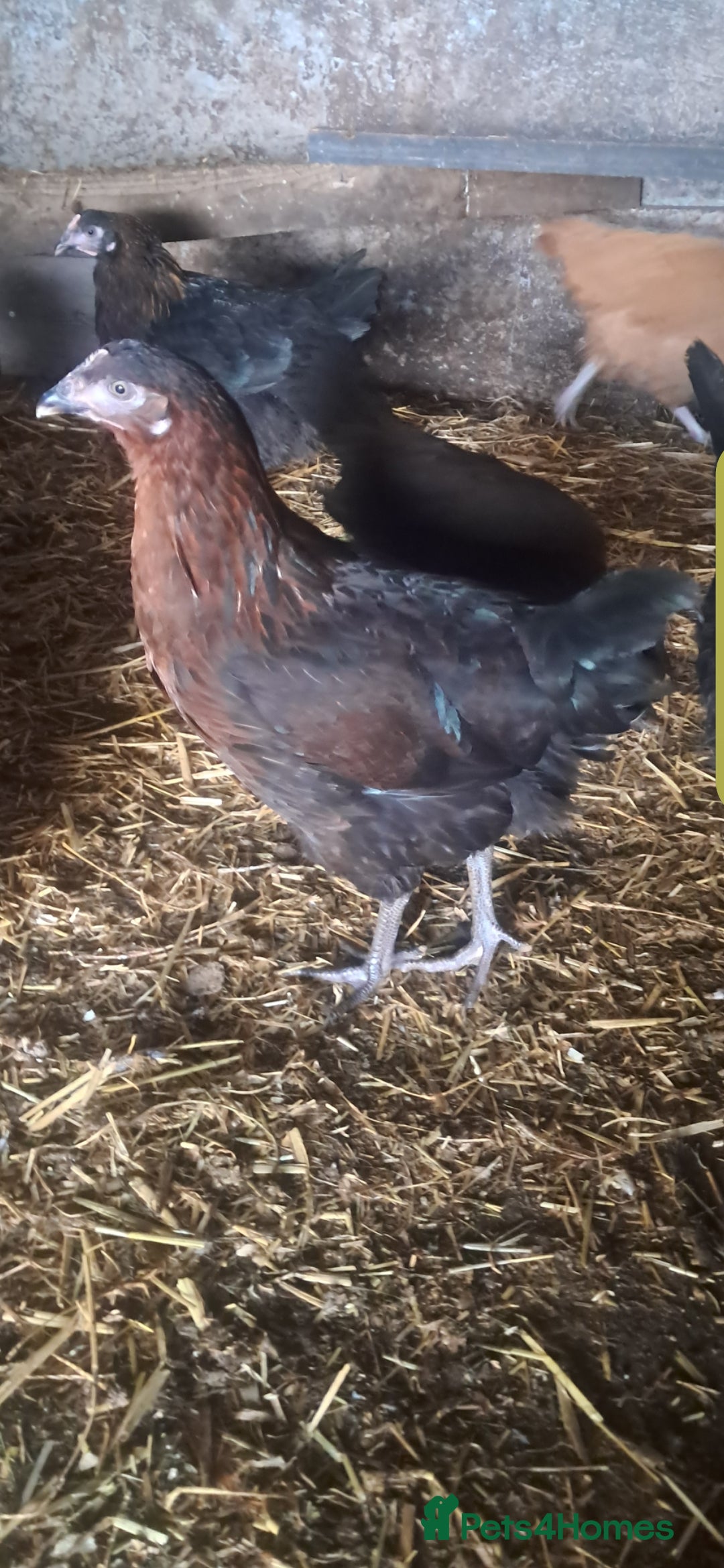 Chickens poultry for sale: Hybrid pullets available  - Image 11
