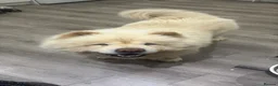 Chow Chow dogs for sale: Male chow chow for sale in Bolton - Advert 2