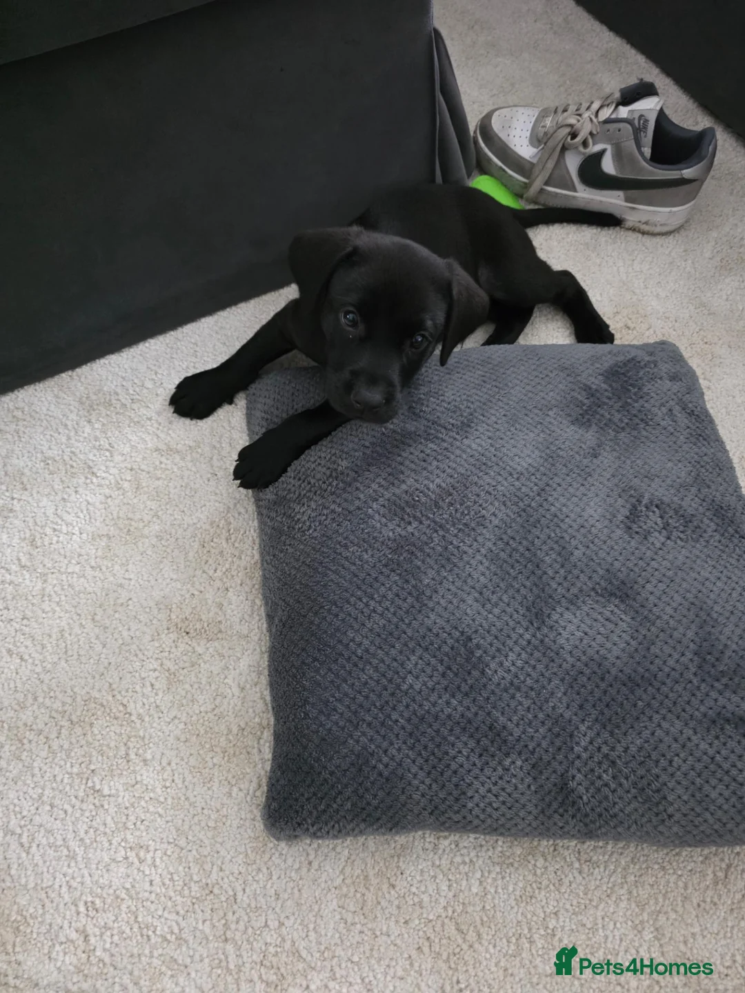 Labrador Retriever dogs for sale: Black labrador puppy - Advert 2