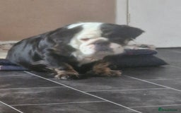 English Bulldog dogs for sale: Fluffy english bulldog female 2yrs born 2023 - Image 6